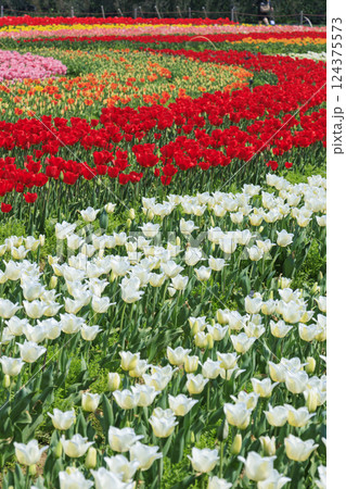 なばなの里　満開の河津桜とチューリップ 124375573
