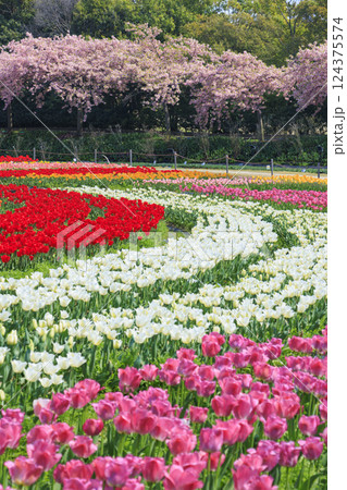 なばなの里　満開の河津桜とチューリップ 124375574