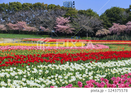なばなの里　満開の河津桜とチューリップ 124375578