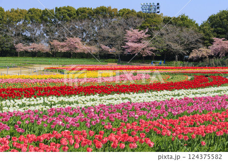 なばなの里 満開の河津桜とチューリップ なばなの里 満開の河津桜とチューリップ 124375582