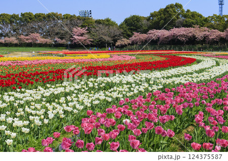 なばなの里　満開の河津桜とチューリップ 124375587