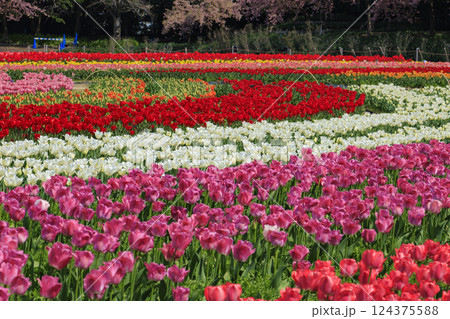 なばなの里　満開の河津桜とチューリップ 124375588