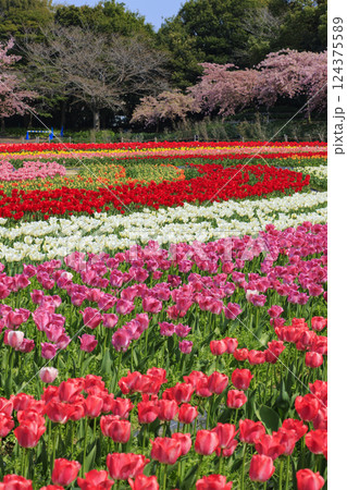 なばなの里　満開の河津桜とチューリップ 124375589
