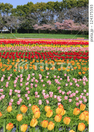 なばなの里　満開の河津桜とチューリップ 124375593