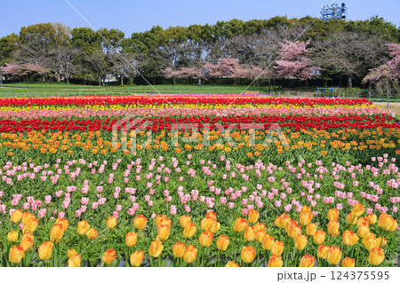 なばなの里 満開の河津桜とチューリップ なばなの里 満開の河津桜とチューリップ 124375595