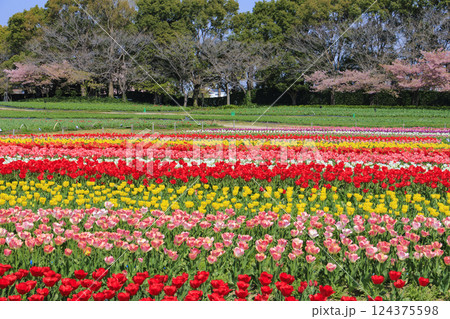 なばなの里 満開の河津桜とチューリップ なばなの里 満開の河津桜とチューリップ 124375598