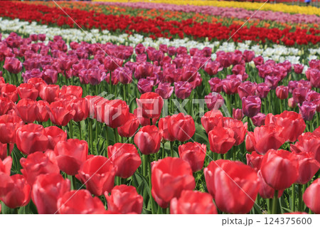 なばなの里 満開の河津桜とチューリップ なばなの里 満開の河津桜とチューリップ 124375600
