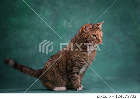 Beautiful green-eyed ginger cat on a green background. Studio shooting 124375732