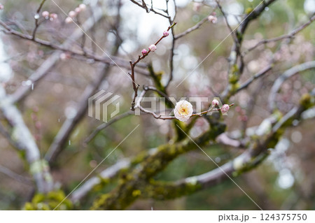 雨に濡れる梅の花と苔むした木 124375750