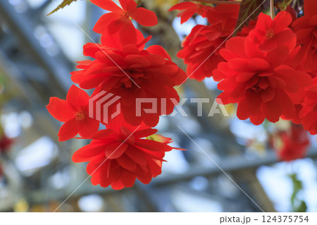 なばなの里　ベゴニアガーデン 124375754