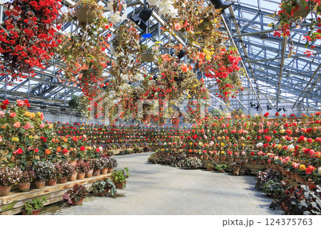 なばなの里　ベゴニアガーデン 124375763