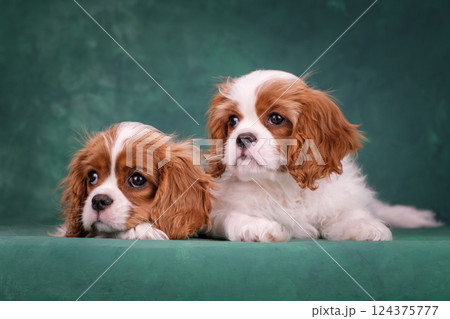 Two white and red puppies on a green background. Beautiful purebred puppies Two white and red puppies on a green background. Beautiful purebred puppies 124375777