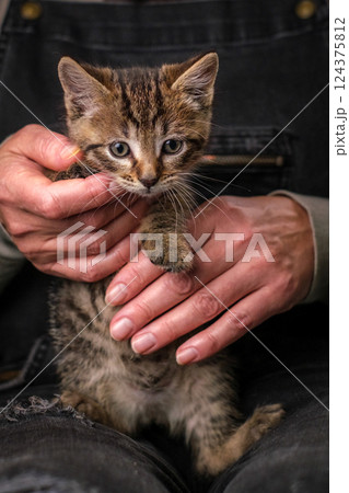 A small striped kitten in human hands. The concept of love and care. A small striped kitten in human hands. The concept of love and care. 124375812