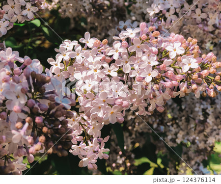 Close-up of delicate light pink and white lilac flowers in full bloom, clustered on a branch under bright sunlight Close-up of delicate light pink and white lilac flowers in full bloom, clustered on a branch under bright sunlight 124376114