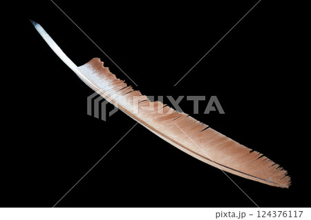 Feather quill pen. Isolated on black. 124376117
