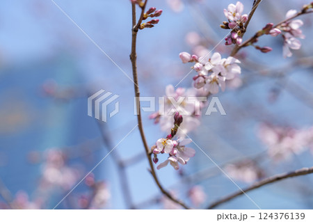 青空の下で咲き始めた桜の花 124376139