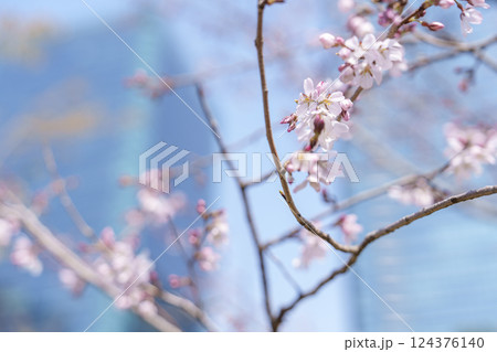 ビルを背景に咲く春の桜 124376140