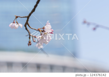 春の青空に咲く一枝の桜 124376142