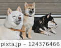 日向ぼっこをする色違いの三匹の柴犬 124376466