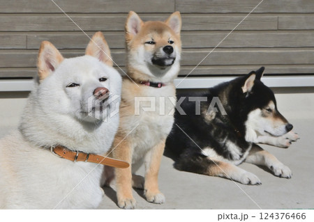 日向ぼっこをする色違いの三匹の柴犬 124376466