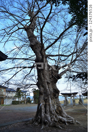 埼玉県深谷市岡の当後白鬚神社　御神木のムクノキ 124376516