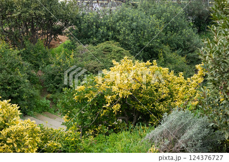 Lush green garden with yellow-leafed bushes and dense foliage 124376727