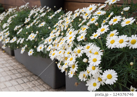 Blooming white daisies in modern rectangular planters outdoors 124376746