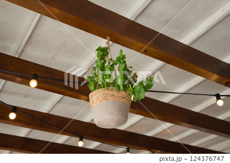 Hanging basil plant in woven basket under pergola with string lights 124376747