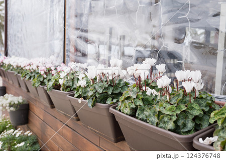 White cyclamen flowers in rectangular pots displayed outdoors along wooden wall White cyclamen flowers in rectangular pots displayed outdoors along wooden wall 124376748