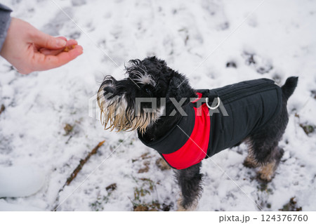Small schnauzer in red coat plays in snow, person's hand offers treat. Dog Training Education Month 124376760