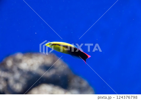 水族館のハワイアンクリーナーラス 124376798