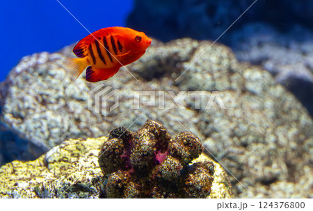 水族館のフレームエンゼルフィッシュ 124376800
