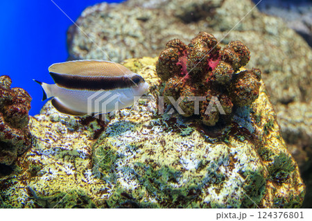 水族館のバンデットエンゼルフィッシュ 水族館のバンデットエンゼルフィッシュ 124376801