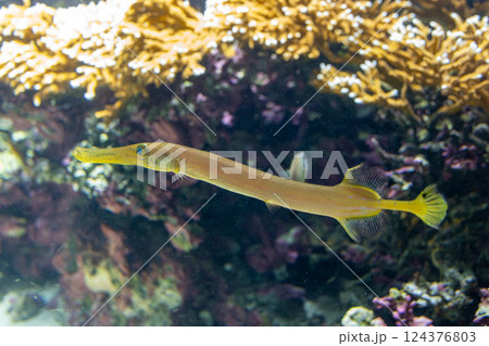 水族館のヘラヤガラ 水族館のヘラヤガラ 124376803