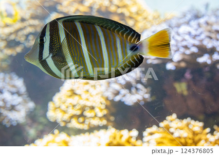 水族館のヒレナガハギ 124376805