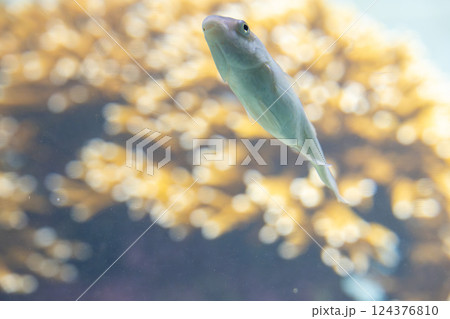 水族館のレモンブダイ 124376810