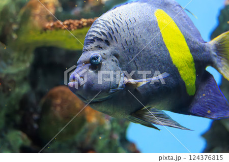水族館のイエローバンドエンゼルフィッシュ 水族館のイエローバンドエンゼルフィッシュ 124376815