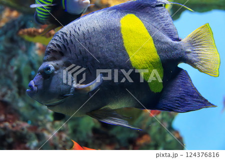 水族館のイエローバンドエンゼルフィッシュ 124376816
