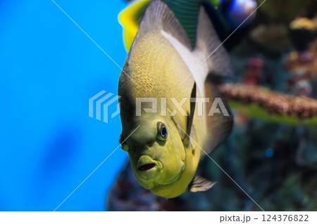 水族館のオールドウーマンエンゼルフィッシュ 124376822