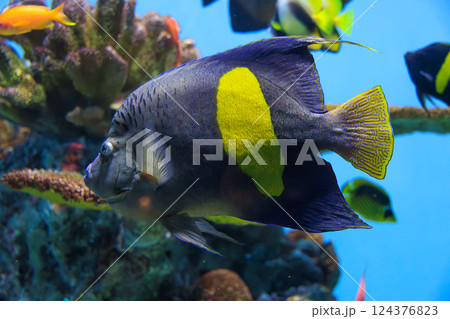 水族館のイエローバンドエンゼルフィッシュ 水族館のイエローバンドエンゼルフィッシュ 124376823