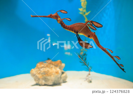 水族館のウィーディシードラゴン 124376828