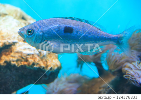 水族館のブロッチドピカレル 水族館のブロッチドピカレル 124376833