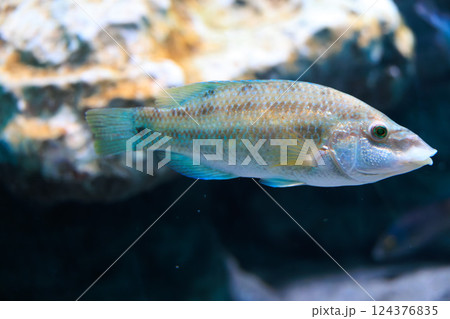 ピーコックラスのオス 124376835