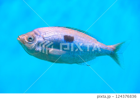水族館のブロッチドピカレル 水族館のブロッチドピカレル 124376836