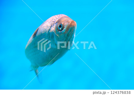 水族館のブロッチドピカレル 124376838