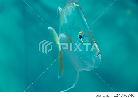 水族館のルックダウン 水族館のルックダウン 124376840