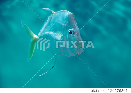 水族館のルックダウン 水族館のルックダウン 124376841