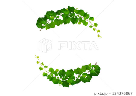 vine frame leaf vine isolates on a white background vine frame leaf vine isolates on a white background 124376867
