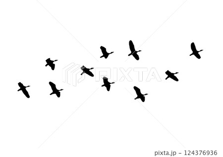 Bird sillhouette Flock black birds. Flocks of flying pigeons isolated on white background. Save with clipping path. flying birds formation of pigeons many isolated for backgound 124376936