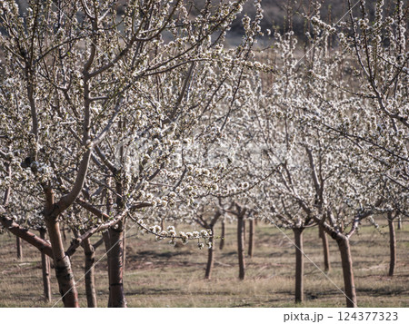 Blossoming orchard under clear blue sky Blossoming orchard under clear blue sky 124377323